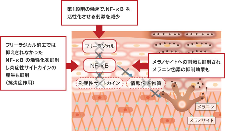 NF-κBの活性化を抑制