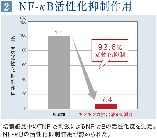 NF-κB活性化抑制作用