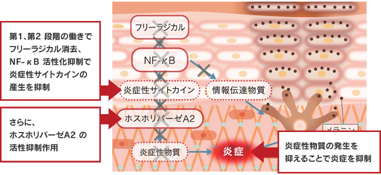 炎症物質産生を行う酵素ホスホリパーゼA2の活性を抑制