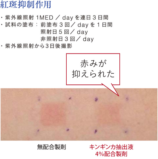 ヒト実験で紅斑抑制作用を確認