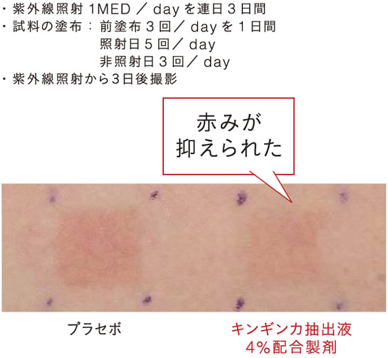 ヒト実験で紅斑抑制作用を確認