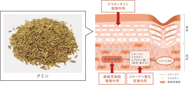 クミン抽出液の美肌作用