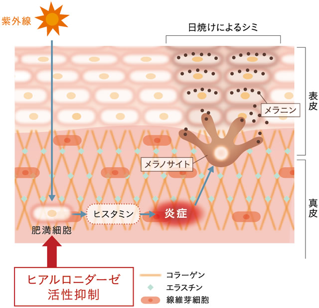 アカモク抽出液のヒラルロニダーゼ活性抑制作用の図