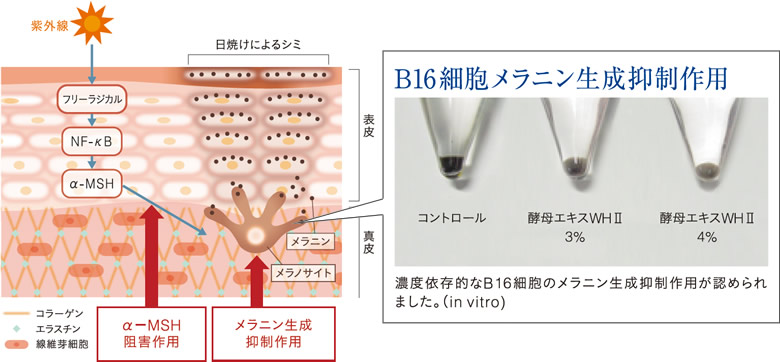 B16細胞メラニン生成抑制作用