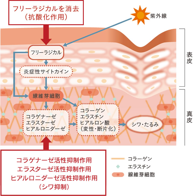 セイタカミロバランの抗酸化作用