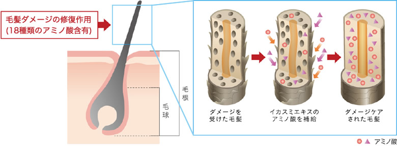 毛髪ダメージの修復作用