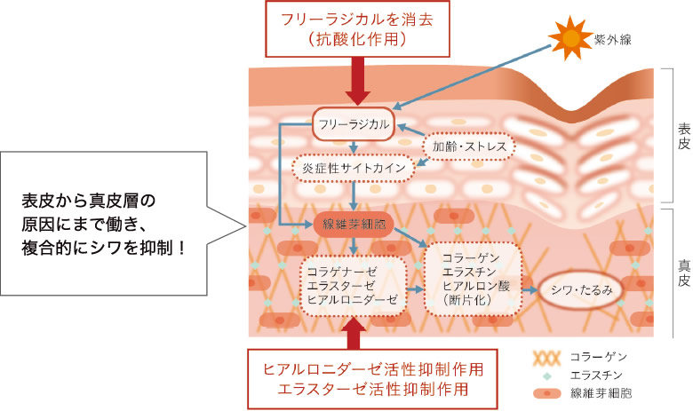 ヒヒラギギク抽出液の作用