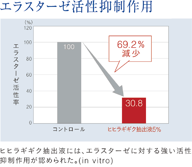 ヒヒラギギク抽出液のエラスターゼ活性抑制作用。活性率が69.2％減少した。