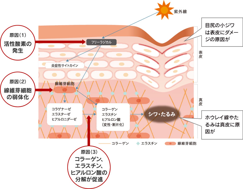 シワの原因図