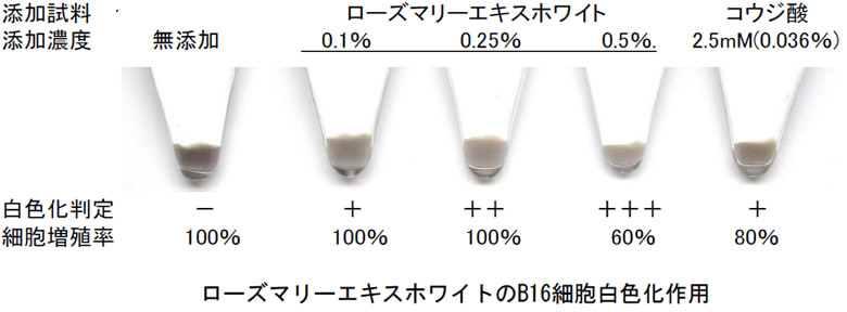 ローズマリーエキスホワイトのB16細胞白色化作用