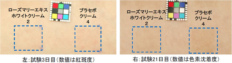 ローズマリーエキスホワイトのヒト試験の結果。色素沈着抑制効果が確認された。