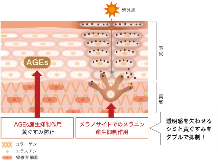 ローズマリーエキスホワイトの効果