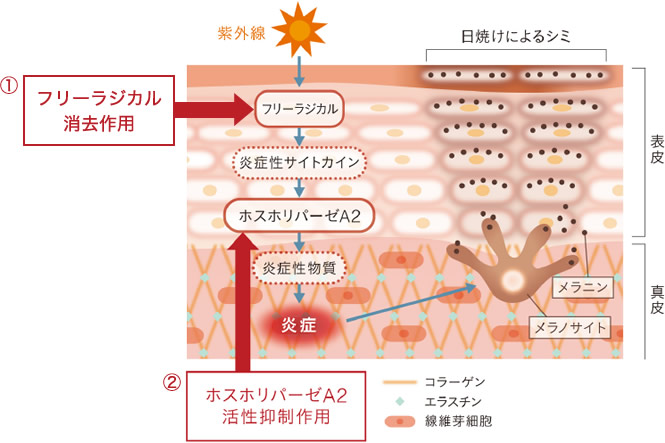 黄山薬抽出液のシミを抑える働き