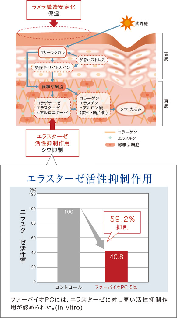 ファーバイオPCのエラスターゼ活性抑制作用