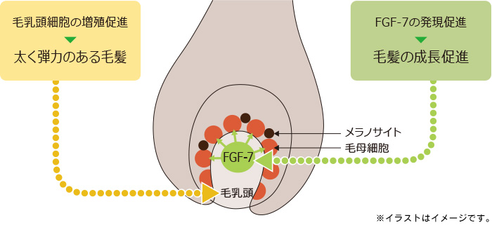 いよかんチンピ抽出液の育毛サポート作用のイメージ図