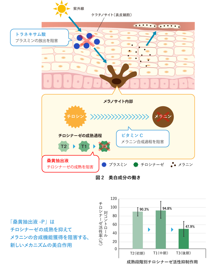 桑黄抽出液の美白のメカニズム