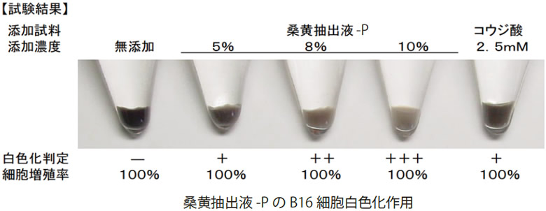 桑黄抽出液のB16細胞白色化作用