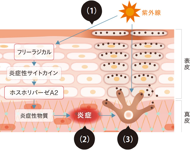 シミが発生するメカニズムの図