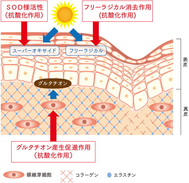 掛川緑茶エキスのシワ抑制のメカニズム