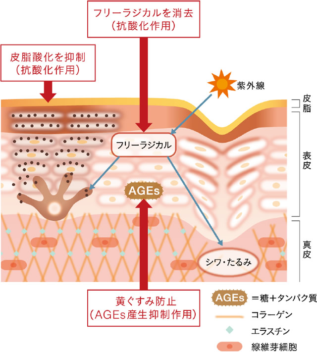 「大分カボス果汁」がもたらすエイジングケアのメカニズム