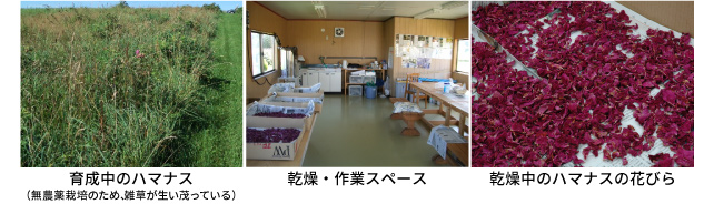 育成中のハマナス→乾燥・作業→乾燥中のハマナスの花びら