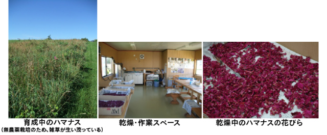 育成中のハマナス→乾燥・作業→乾燥中のハマナスの花びら