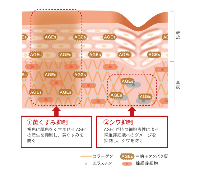 ハマナスの美肌メカニズム