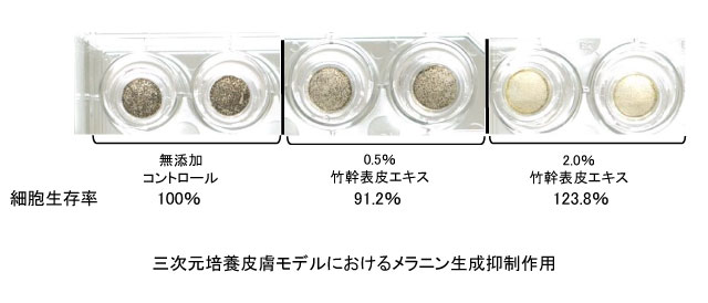 竹幹表皮エキスの三次元培養皮膚モデルにおけるメラニン生成抑制作用