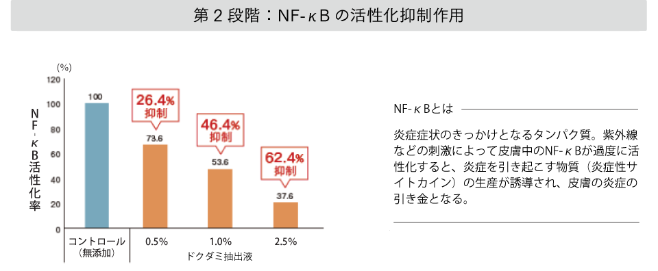 NF-κBの活性化抑制作用