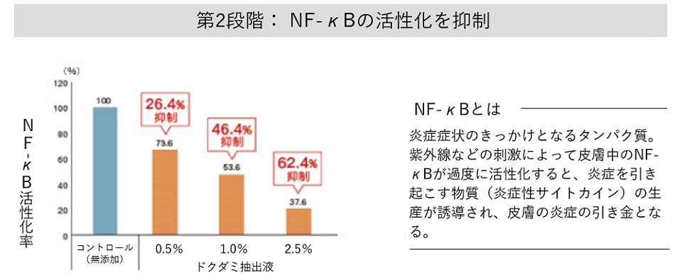 NF-κBの活性化抑制作用