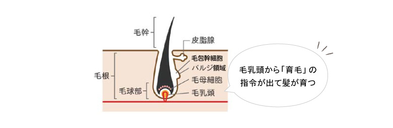 髪が生えるメカニズム図