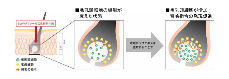 欧州ホップの育毛効果のメカニズム