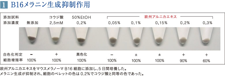 欧州アルニカエキスをB16細胞に添加し、5日間培養した実験結果。メラニン生成が抑制された。