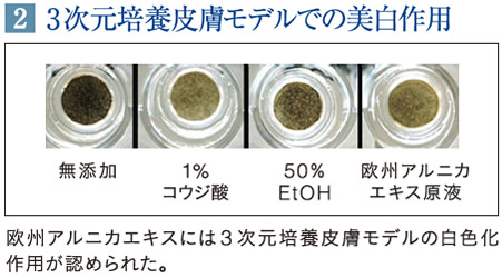 3次元培養皮膚モデルでの実験結果。欧州アルニカエキスには白色化作用が認められた。