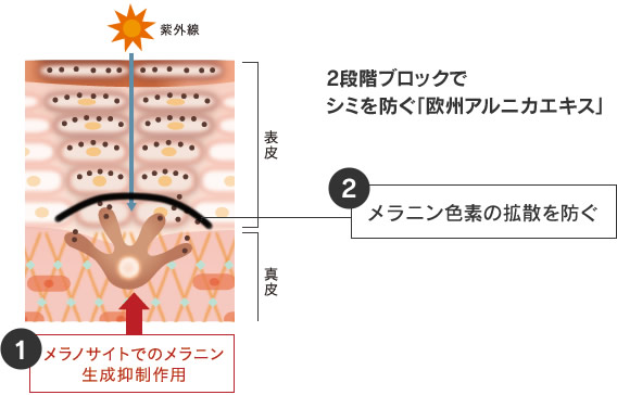 2段階ブロックでシミを防ぐ「欧州アルニカエキス」のメラニン抑制作用