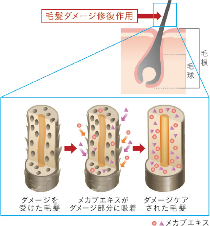 メカブエキスの毛髪ダメージ修復作用