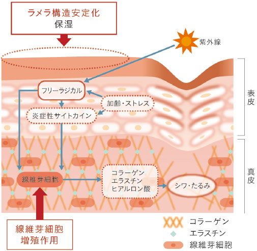 メカブエキスの働き