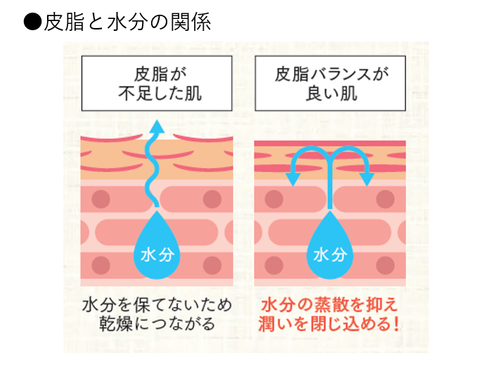 皮脂と水分の関係