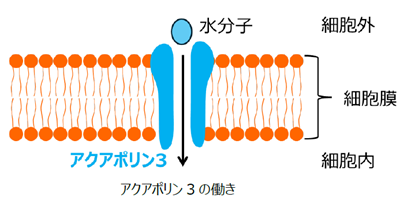 アクアポリン3は肌内部への水分の通り道をつくる